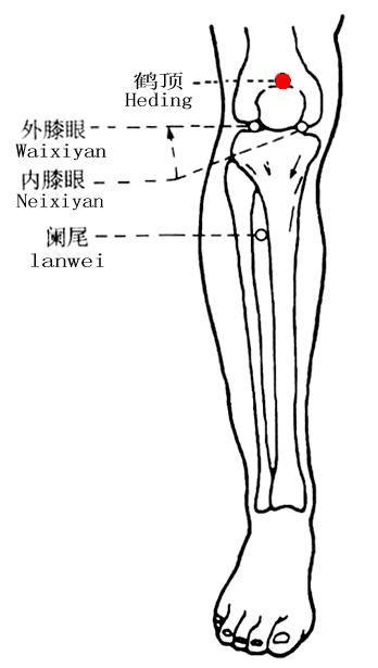 鶴頂穴位置|針灸學/鶴頂穴